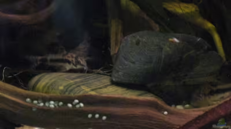 C. habrosus von Jemafa (46)