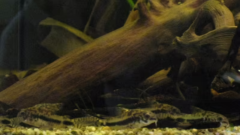 C. habrosus von Jemafa (48)