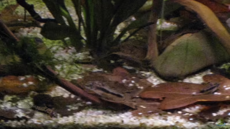 C. habrosus von Jemafa (49)