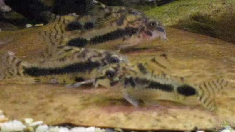 C. habrosus von Jemafa (50)