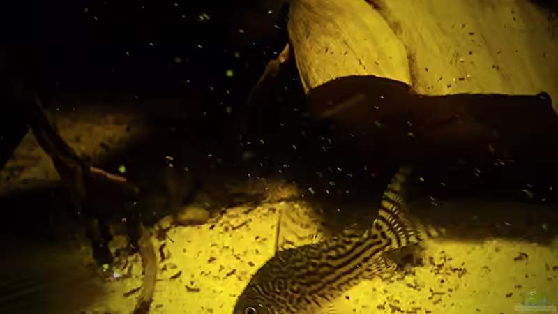 C. harald schulzi  von Sebastian Müller (55)