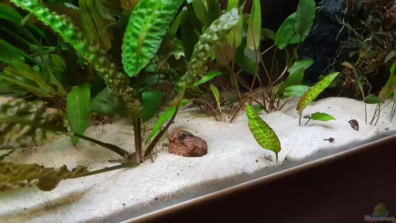 C. Hudoroi von River Creator (20)