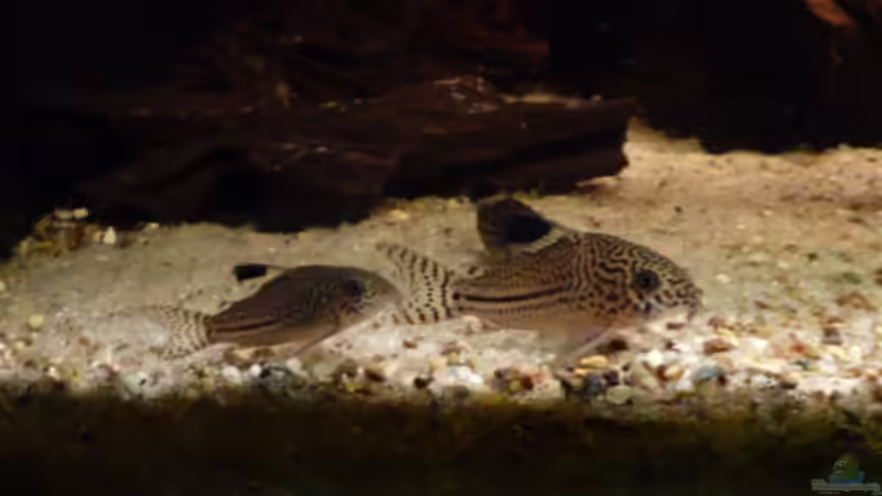 C. julii (l), C. trilineatus (r) von Bavaria (26)