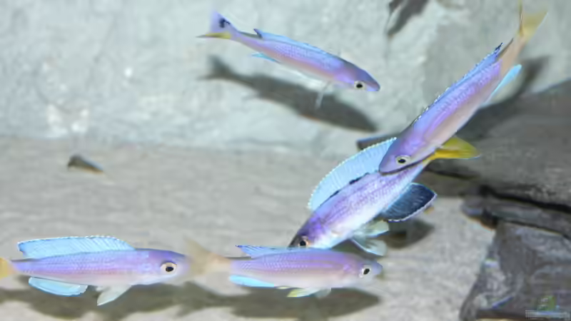 C. leptosoma 9/06 von Dominic Labella (12)