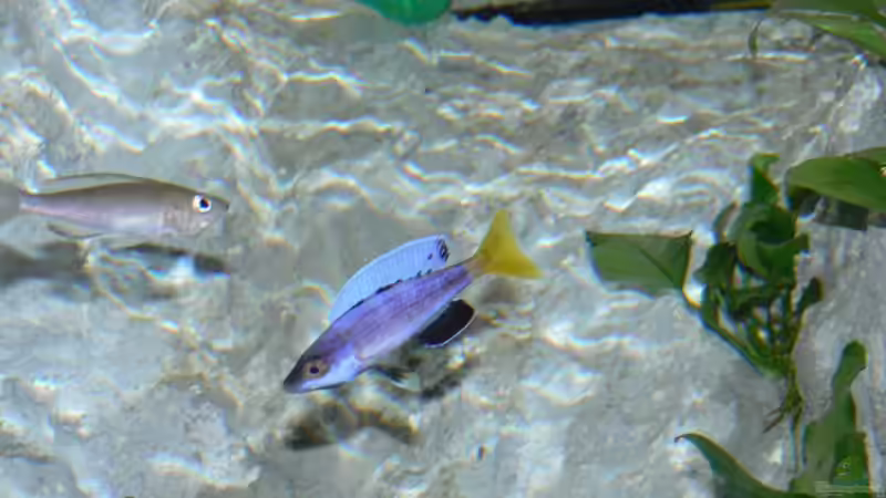 C. leptosoma 9/06 von Dominic Labella (13)