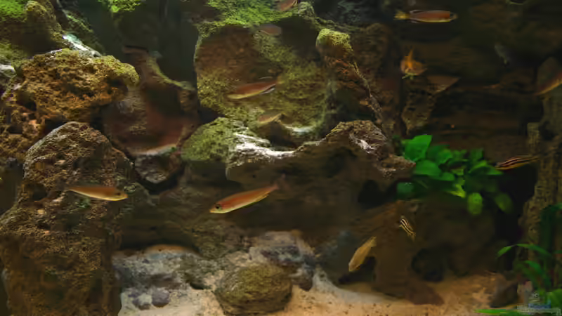 C. leptosoma Schwarm von MaWin (6)