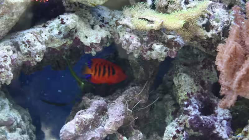 C. loricula - Flammen Zwergkaiser am 23.7.11 von Thorsten John (24)