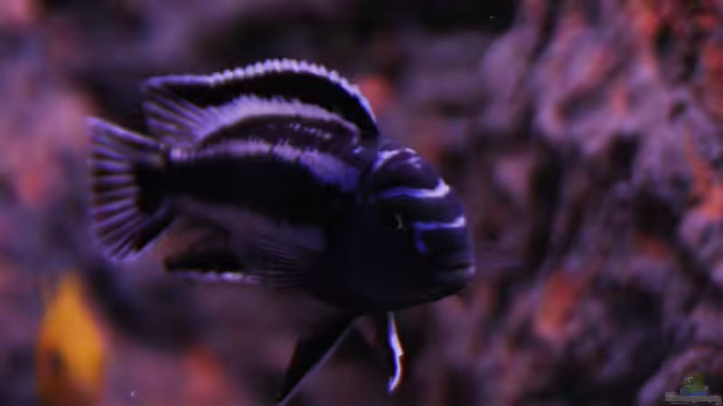 c. Maingano von Werner Franz (7)