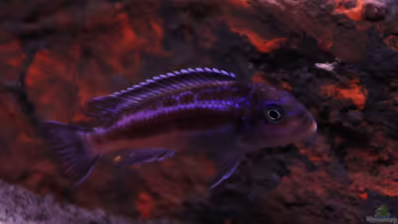 c. Maingano Weibchen von Werner Franz (8)