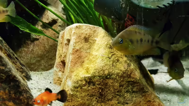 C. nanoluteus (m) von naturalR (4)