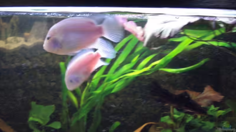 C. nigrofasciatum Pärchen von Alexander Beutner (27)