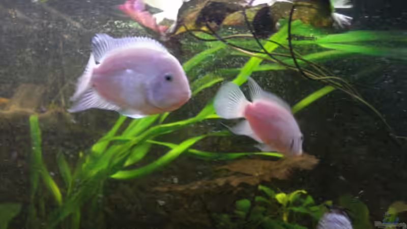 C. nigrofasciatum Pärchen von Alexander Beutner (28)