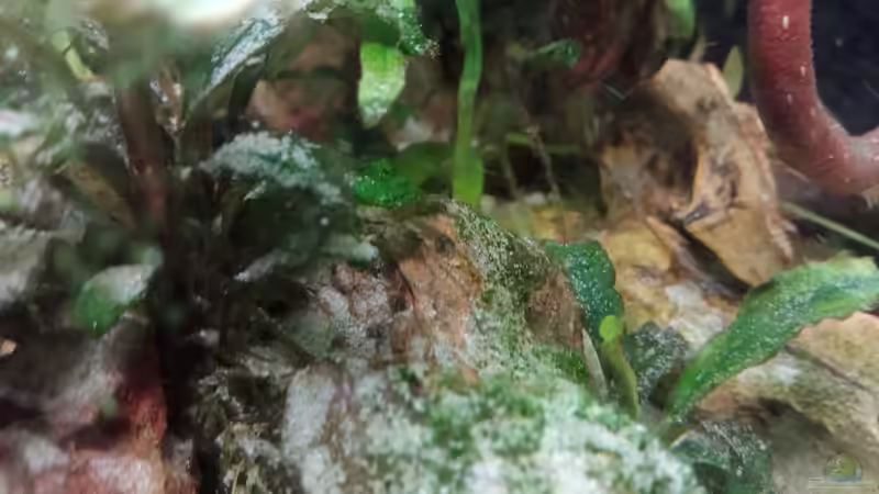 C. panda Jungtier (2 Wochen alt) von Torsten Bullmahn (47)