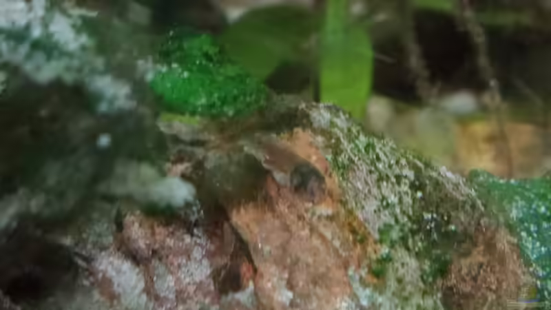 C. panda Jungtier (2 Wochen alt) von Torsten Bullmahn (48)