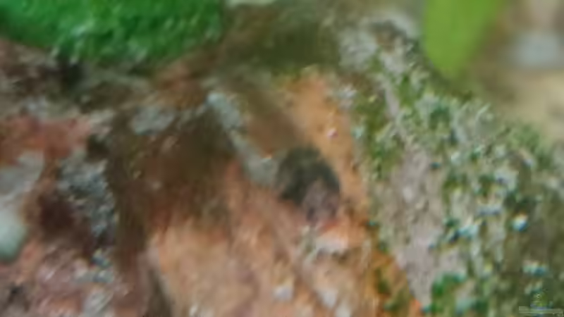 C. panda Jungtier (2 Wochen alt) von Torsten Bullmahn (50)