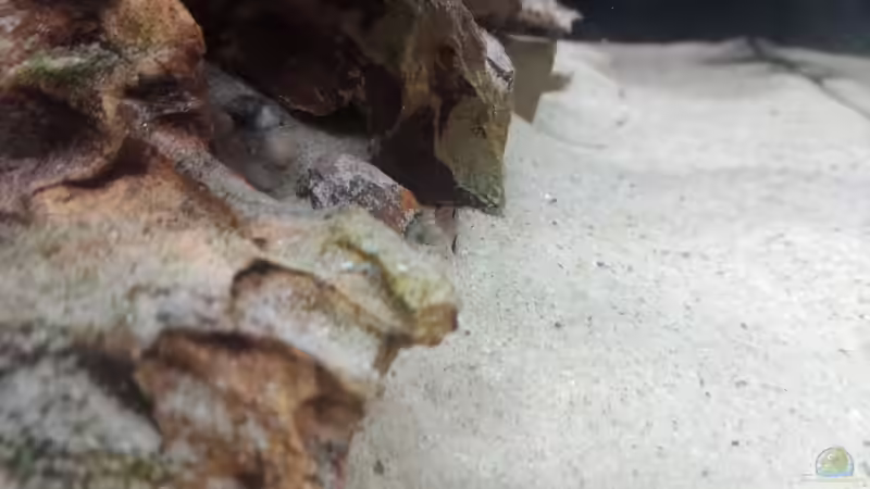 C. panda Jungtier von Torsten Bullmahn (44)