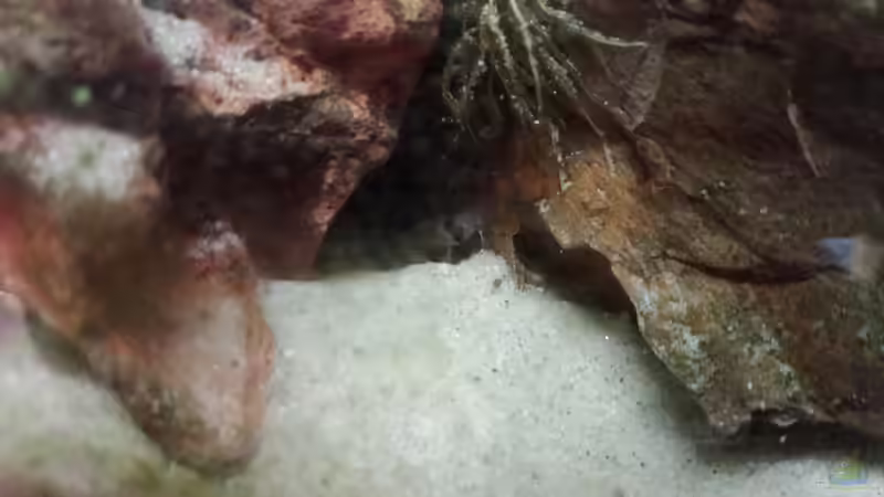 C. panda Jungtier von Torsten Bullmahn (45)