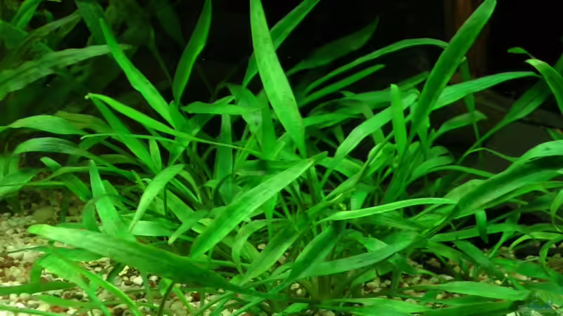 C. parva von Der Analyst (8)