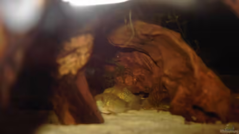 c. similis von -=Diskus-Fan=- (11)