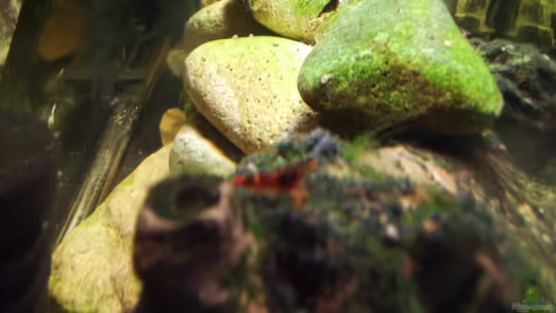 C. spinata zeigen sich auch mal ;-) von Stefan Bischoff (23)