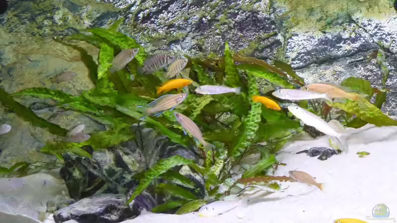 C. usteriana am 2.1.2016 von spriggina (21)