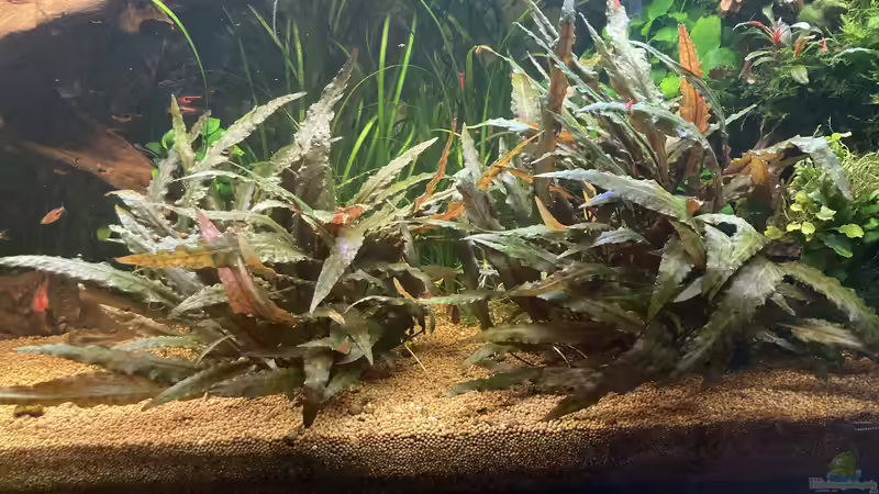 C. wendtii  von Fischfan11 (4)