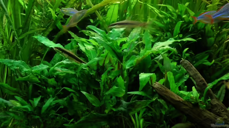 C. wendtii von Der Analyst (7)