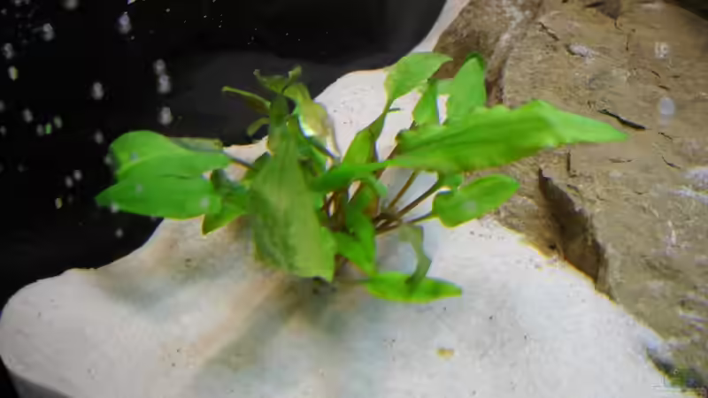 C. wendtii von Flossenbeschauer (3)