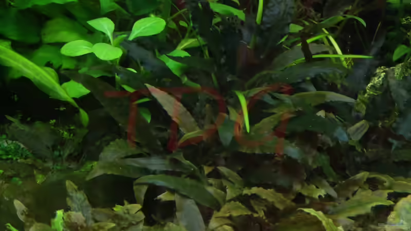 C. wendtii von TDG (16)