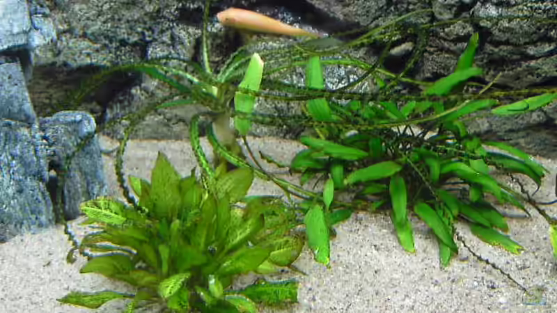 C. willisii.Echinodorus parvus, Crinum calamistratum von Alexander Uschkoreit (3)