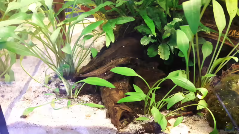 C. x willisi von Michael Dreher (6)