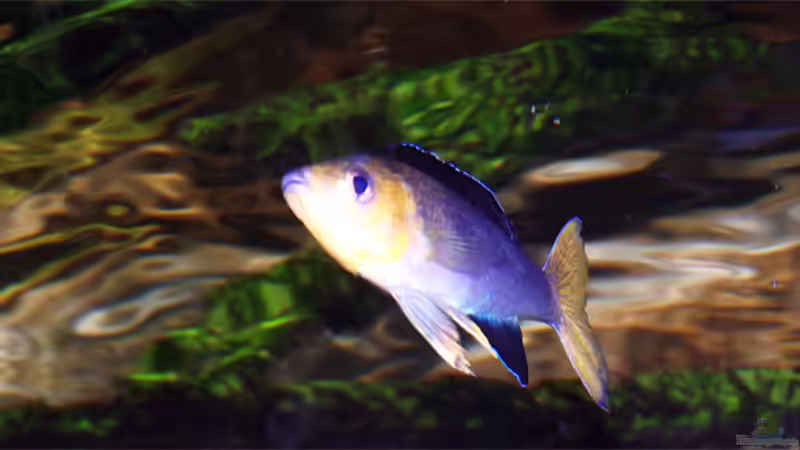 c. yellowhead an der Oberfläche von fejul (11)