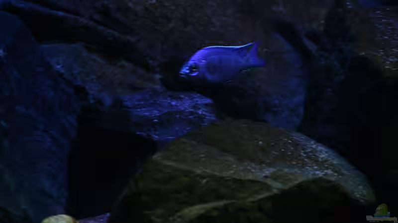 C.azureus mbenji von Michael Reiz (22)