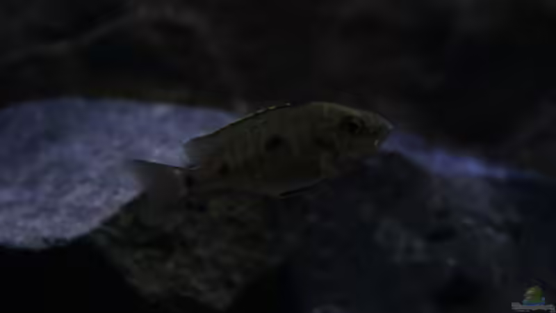 C.azureus mbenji von Michael Reiz (57)