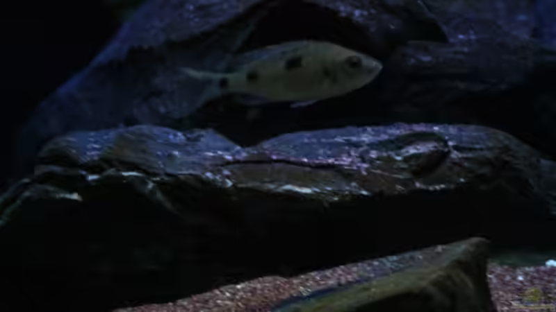 C.azureus mbenji Weib von Michael Reiz (24)