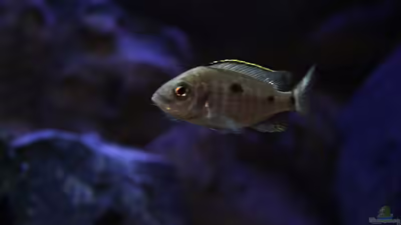 C.azureus mbenji Weib von Michael Reiz (56)