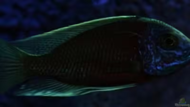 C.borley kadango  von Michael Reiz (72)