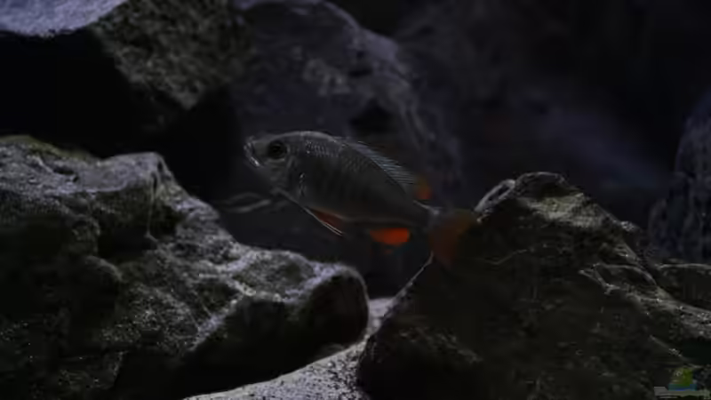 C.borley red fin von Michael Reiz (59)