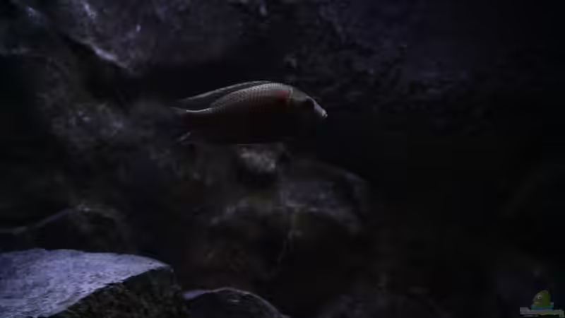 C.borley red fin von Michael Reiz (60)