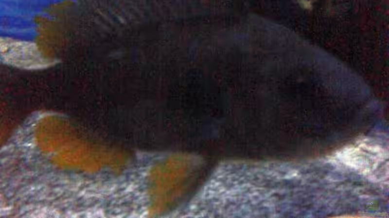 C.borley Weibchen von Noah (37)