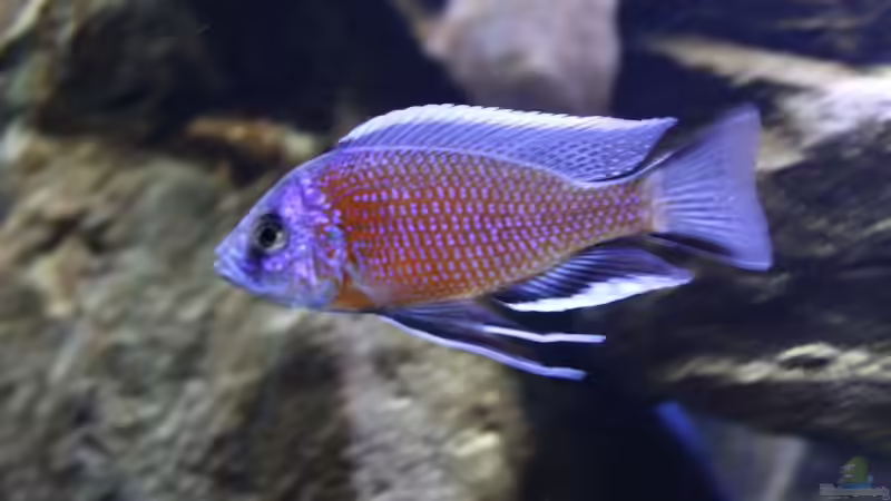 C.borleyi red fin von Michael Reiz (52)