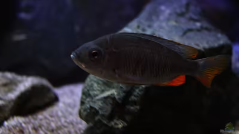 C.borleyi red fin Weib von Michael Reiz (54)