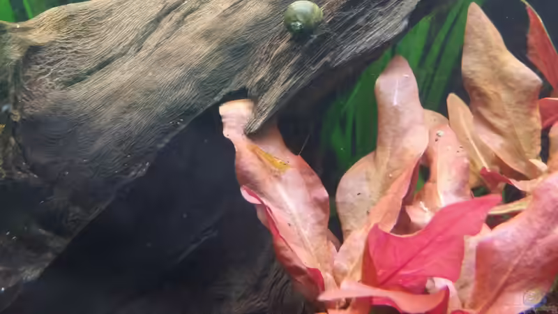 C.cantonensis und C.diadema von Anna-RS (18)