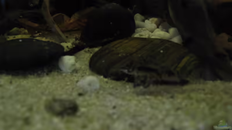 c.habrosus von Jemafa (38)