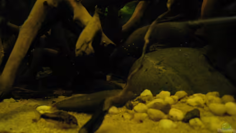 c habrosus von Jemafa (47)