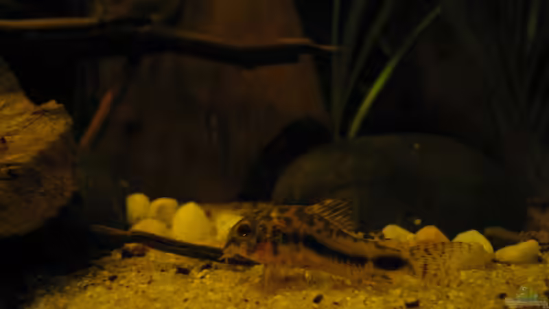 c habrosus von Jemafa (48)