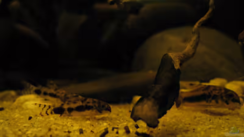 c habrosus von Jemafa (49)