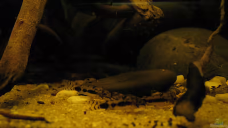 c habrosus von Jemafa (51)