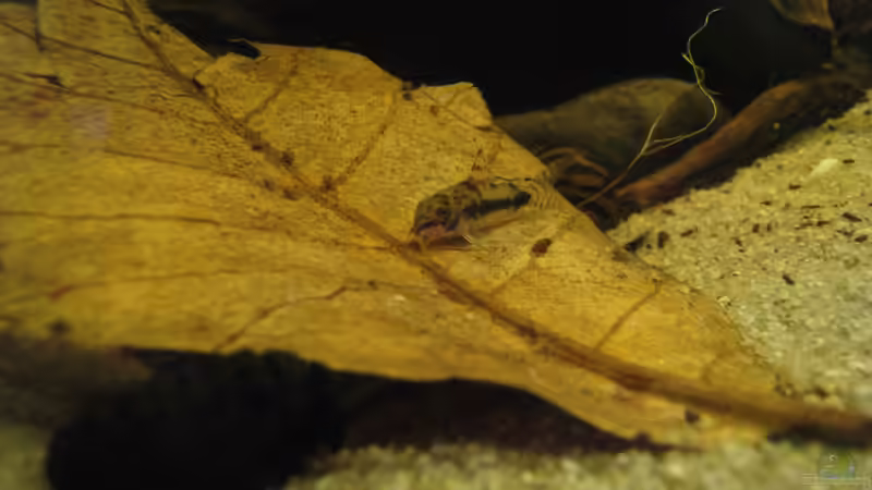 c habrosus von Jemafa (60)