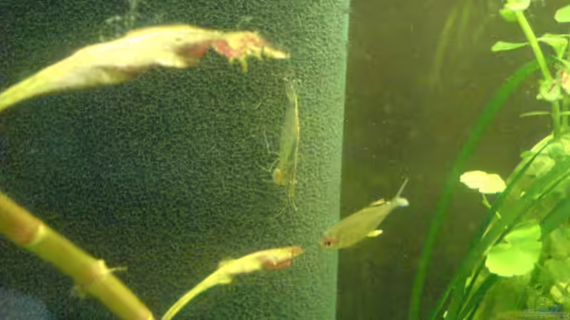 C.japonica mit Wafer-Tab und H.pulchripinnis von Oliver Röder (14)